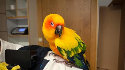 Bild: Polizeiinspektion Weiden
Die Polizei in Weiden möchte wissen: Wem gehört der zutrauliche Sonnensittich?