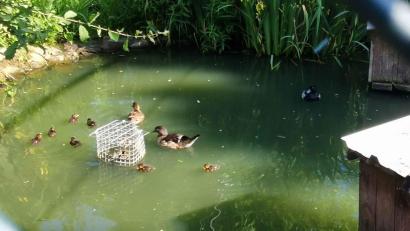 Bild: gz
Eine Augenweide sind die jungen Zierenten im Teich der Vogelzuchtanlage in Eslarn.