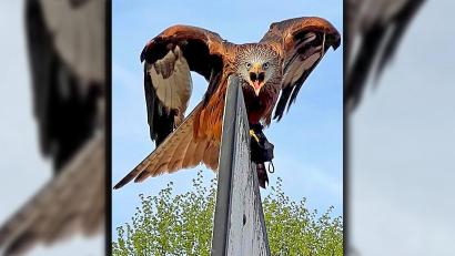 Bild: Jonas Perner/exb
Das ist mein Revier: Nach der Attacke auf Jonas Perner hält der Rotmilan die Mütze des Sportlers in den Krallen (rechts zu sehen).