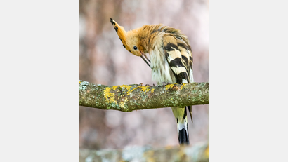 Bild: Martin Kuhn
Der Wiedehopf breitet sich im Naturpark Hirschwald aus.