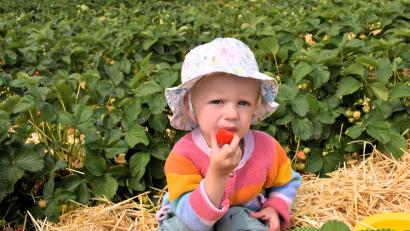 Bild: ubb
Die zweijährige Carlotta darf mit auf das Erdbeerfeld. Während ihre Mama fleißig pflückt, genießt die Kleine es sichtlich, die roten, leckeren Früchtchen vom Strauß weg zu vernaschen.