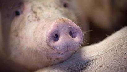 Bild: Sina Schuldt/dpa
Das staatliche Tierhaltungslogo wird zunächst für Schweinefleich gelten.