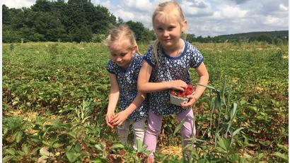 Bild: ihl
Martha (links) und Emma Enders helfen auf dem elterlichen Erdbeerfeld mit und naschen natürlich von den süßen, roten Früchten.