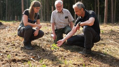 Bild: Hirsch
Forstoberrätin Regina Härtl, Waldbetreuer Michael Graf und Förster Reinhold Weigert (von links) erklären die Maßnahmen zum Waldumbau. Auf einer gerodeten Fläche im Wald der Kirchenstiftung Neukirchen wachsen Nordmanntannen heran.