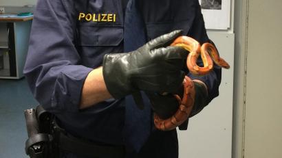 Symbolbild: Foto: Polizei Haßfurt/dpa
Eine solche ungiftige Kornnatter ist in der Freizeitanlage in Neustadt/WN gefunden worden. Die Polizei sucht nach dem Besitzer des Reptils.