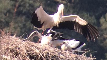 Bild: Elke Reinhart/exb
Auch in diesem Jahr brüteten Störche in Schwarzhofen. Drei Jungvögel sind zu sehen.