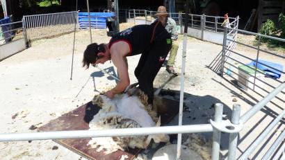 Bild: sl
Der Schafscherer Julian Karl aus Traunstein bei seinem Handwerk, dem Schafscheren.