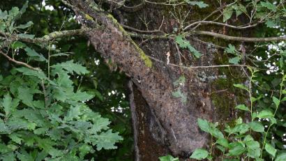 Bild: Lowak
Erst bei genauerem Hinsehen werden die Larven des Eichenprozessionsspinners deutlich, die an der Unterseite eines Astes hängen. Der Baum steht an der Gemeindeverbindungsstraße zwischen Denkenreuth und Scherreuth.