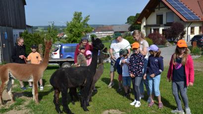 Bild: gi
Die Kinder der Ferienbetreuung hatten ihre helle Freude mit den Alpakas des Konraden-Hofes.