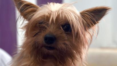Symbolbild: Carmen Jaspersen
Der Yorkshire-Terrier wurde schwer verletzt. Ihm musste ein Bein amputiert werden.