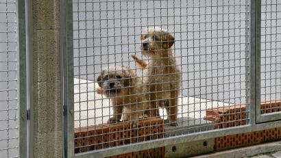 Bild: Petra Hartl
Diese beiden Hunde sind schon im Neubautrakt des Tierheims Amberg untergebracht.