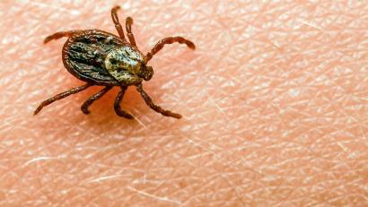 Bild: Patrick Pleul/dpa
Am häufigsten kommt in Deutschland der Gemeine Holzbock (Ixodes ricinus) als Zeckenart vor.