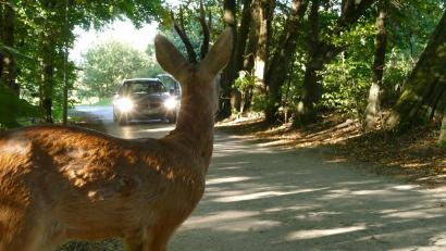 Symbolbild: obs/ADAC
Wildunfälle machen 2022 fast die Hälfte aller Unfälle im Bereich der Polizeiinspektion Nabburg aus. Meist trifft es dabei Reh-, Rot- oder Damwild, seltener auch einen Dachs oder Greifvogel.