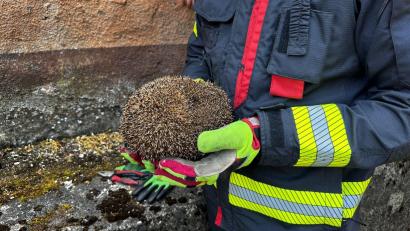 Bild: Feuerwehr Vilseck
Gerettet! Die Feuerwehr Vilseck konnte den Igel wohlbehalten aus der Klemme holen.