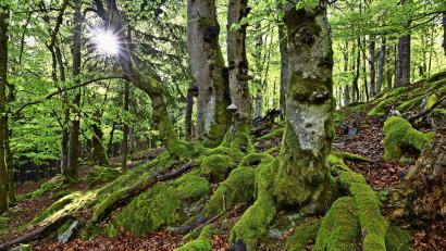 Symbolbild: Florian Miedl/exb
Klimawandel, Trockenheit, Hitze und dazu der Borkenkäfer – Bayerns Wälder stehen unter Stress, auch im Fichtelgebirge. Dennoch war bei einer Expertentagung in Fichtelberg Optimismus zu spüren.
