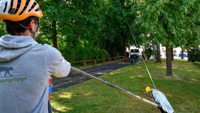 Bild: Petra Hartl
Ein ungewöhnlicher Anblick auf der Amberger Allee: Experten haben hier am Mittwochvormittag per Seilzug eine alte Linde auf Spannung gebracht, um ihre Standfestigkeit zu prüfen.