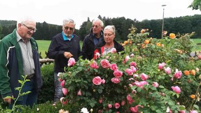 Bild: no
Hans Sperber (links) stellt Mitgliedern des Gartenbauvereins Illschwang die Rosenpracht in seinem Garten vor.