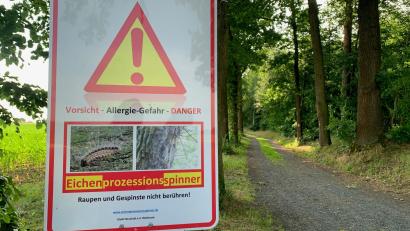 Bild: Gabi Schönberger
Achtung, hier besteht Allergie-Gefahr: Der Eichenprozessionsspinner treibt auch in Neustadt/WN am Felixberg sein Unwesen.