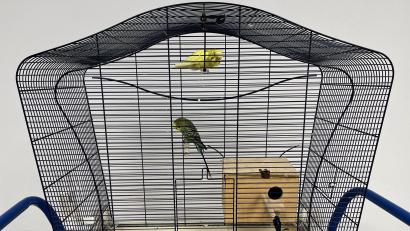 Bild: Polizei Sulzbach-Rosenberg
Diese beiden Vögel wurden bei Illschwang einfach ausgesetzt. Die Sulzbach-Rosenberger Polizei hat ihnen für eine Nacht Unterschlupf gewährt.