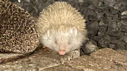 Bild: Kerstin Krieger
Igel sind im Garten von Kerstin Krieger in Amberg öfter unterwegs aber dieser hier ist ein ganz besonderer Gast.