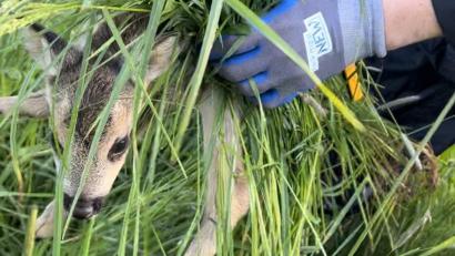 Bild: Claudia Prößl/exb
227 Kitze und 7 weitere Tiere haben die Helfer der der Rehkitzrettung in dieser Saison vor tödlichen Mähwerken gerrettet.