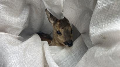 Bild: Polizei Schwandorf/exb
Neben der Straße fanden Polizeibeamte ein verwaistes Rehkitz.