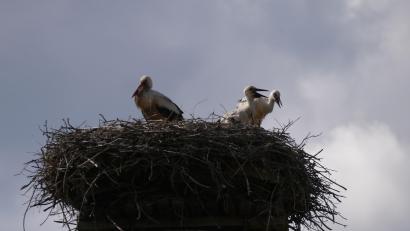 Bild: gis
Eng wird´s im Storchennest auf dem Schlot der alten Zieglhütte in Mehlmeisel.