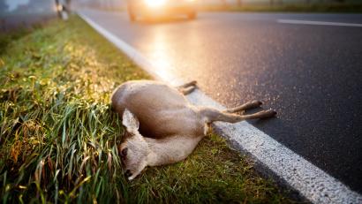 Symbolbild: agentur_dpa
Wegen ansteigender Wildunfallzahlen appelliert die Polizei Sulzbach-Rosenberg an alle Verkehrsteilnehmer, ihre Fahrweise in Waldgebieten anzupassen.