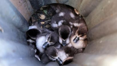 Bild: Ralf Hettler/dpa
Acht Gänseküken sitzen in einem Fallrohr fest.