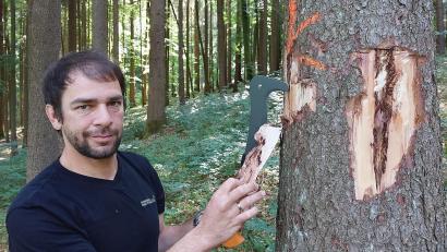 Bild: mfh
Der Baum ist bereits mit K für Käferbefall gekennzeichnet. Revierleiter Bernhard Raschka prüft, ab der Baum auch schon im unteren Bereich befallen ist. Er findet eindeutige Beweise dafür.