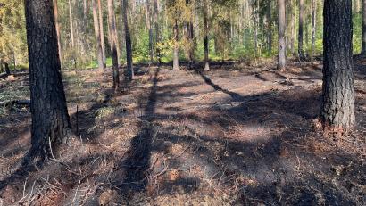 Bild: Polizeiinspektion Neunburg vorm Wald/exb
Bisher gelingt es den Feuerwehren, die Waldbrände - wie hier bei Neukirchen-Balbini - schnell in den Griff zu bekommen.