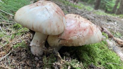 Bild: Norbert Griesbacher
Diese Perlpilze fand Norbert Griesbacher vor wenigen Tagen am Fischerberg bei Weiden.