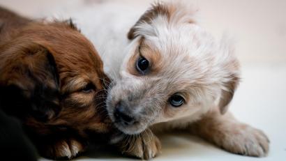 Symbolbild: Kay Nietfeld
Die Polizei im Landkreis Cham hat sechs Hundewelpen aus dem Wagen eines mutmaßlichen Tierschmugglers gerettet.