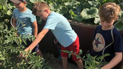Bild: wro
Paul, Jeremias und Moritz (von links) beim Entfernen störender Triebe an den Tomatenpflanzen.