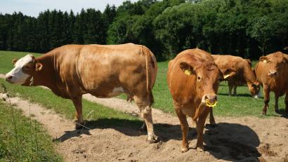 Bild: Hirsch
Mutterkuhhaltung auf der Weide ist für viele Landwirte im Nebenerwerb zu einer Alternative geworden. Jetzt hat sich ein Netzwerk zur Vermarktung des Fleisches gebildet.