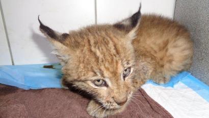 Bild: Privat/dpa
Ein junger Luchs liegt in einer Tierarztpraxis in der Oberpfalz.