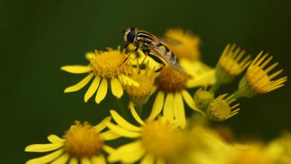 Symbolbild: dpa
Die ÖDP fordert nach dem Stocken des Volksbegehrens "Rettet die Bienen" mehr Engagement für den Öko-Landbau.