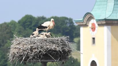 Archivbild: Gabi Schönberger
Als die Welt noch in Ordnung war: Um vier Jungstörche kümmerte sich heuer das Storchenpaar auf dem Dach des Neustädter Landratsamtes Anfang Juni. Nun verunglückte ein Storch beim Flug tödlich.