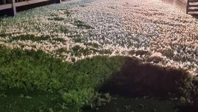 Bild: Feuerwehr Nabburg/Daniel Irlbacher
Zehn Zentimeter Uferaas auf dem Gehsteig der Naabbrücke in Nabburg - ein besonderes Natur-Phänomen.