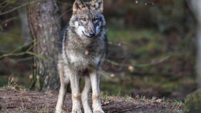 Symbolbild: Patrick Pleul/dpa
Ein Wolf.