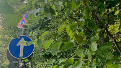 Symbolbild: Gabi Schönberger
Wenn Schilder im Straßenverkehr verdeckt sind, kann das gefährliche Folgen haben. Weidener Bürger sollen deshalb einmal Büsche und Bäume auf dem eigenen Grundstück unter die Lupe nehmen und gegebenenfalls zurückschneiden.