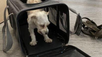 Bild: Polizeiinspektion Amberg/exb
In einer Hundebox ist dieser Hund in Amberg gefunden worden.