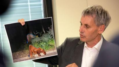 Bild: Paul Zinken/dpa
Kleinmachnow-Bürgermeister Michael Grubert erklärt anhand von Fotos, weshalb es sich bei dem gesuchten Raubtier um keine Löwin handelt.