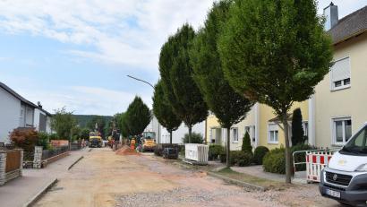 Bild: bnr
Dem behindertengerechten Ausbau des Gehweges in der Bahnhofstraße stehen die zehn Hainbuchen im Wege.