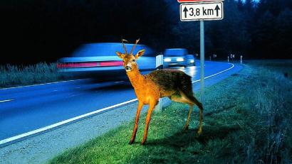 Bild: ADAC/exb
Wo ein Wildtier die Fahrbahn quert, folgen oft direkt dahinter weitere Tiere. Auch das sollten Autofahrer bedenken, um eine Kollision zu vermeiden.