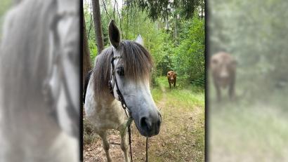 Bild: privat
Wer kommt denn da den Waldweg entlang? Eine seltene Begegnung zwischen Kuh und Pony gab es dieser Tage bei Plößberg.