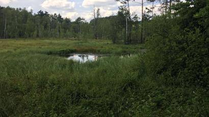 Bild: ihl
Auf der großen Moorfläche im Prackendorfer und Kulzer Moos ist noch ein Wasserauge zu finden.