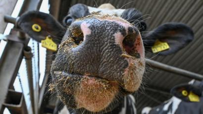 Bild: Patrick Pleul/dpa/Symbolbild
Eine Kuh steht in einem Stall.