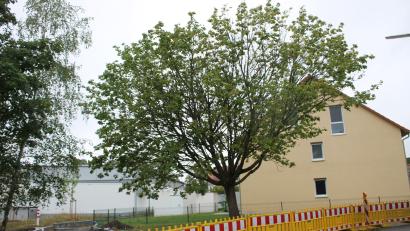Bild: bjp
Der Ahorn an der Einmündung des künftigen "Nettowegs" in die Bändel-Straße soll stehen bleiben. Totholzbeschnitt und Bodenauflockerung sollen ihm viele weitere Jahre sichern.