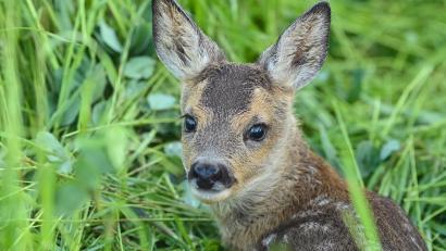 Symbolbild: Patrick Pleul
Ein Rehkitz liegt am frühen Morgen in einer Wiese in der Uckermark. Erst wenige Wochen alte Rehkitze leben auf den Feldern gefährlich. Steht die Grünfuttermahd an, geraten die Tiere leicht in das Mähwerk großer Landmaschinen und sterben qualvoll. Damit das nicht passiert, müssen sie vorher gefunden werden.